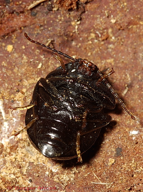 Enoplopus dentipes  e Helops sp.